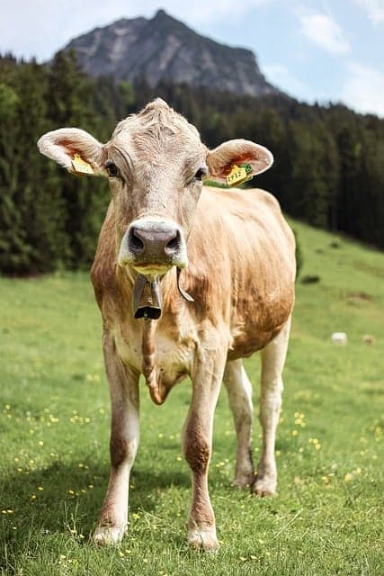allgäu, alps, alpine landscape, bavaria, mountain landscape, mountain meadow, mountains, cow, rural, agriculture, nature, panorama, bovine, summer in the alps, farm animal, alpine pasture, Oberstdorf, Germany, Bavaria