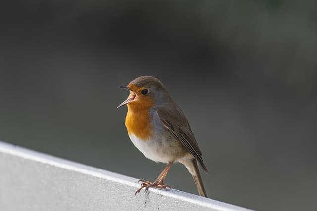 robin, european robin, bird, animal, wildlife, bird watching, ornithology, spring, songbird, hd wallpaper, animal photography, bird photography, close up, hd background, 4k wallpaper, nature, birdwatching