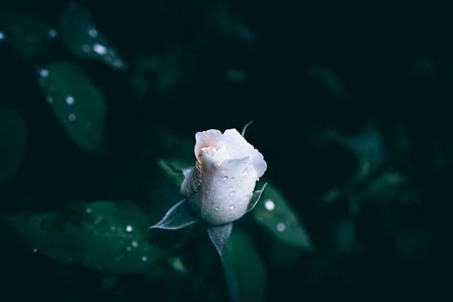 rose, free wallpaper, flower, hd wallpaper, white, windows wallpaper, beautiful wallpaper, rain drops, flower wallpaper, petals, garden, 4k wallpaper, bud, mac wallpaper, white rose, white flower, free background, green leaves, laptop wallpaper, dark green, wallpaper hd, dark green leaves, wallpaper 4k, 4k wallpaper 1920x1080, drops, cool backgrounds, bloom, desktop backgrounds, leaves, full hd wallpaper, rose flower, flower background, flower bud, rose bud, dark background, beautiful flowers, floral, floral background, close up, droplets, nature, blooming, background
