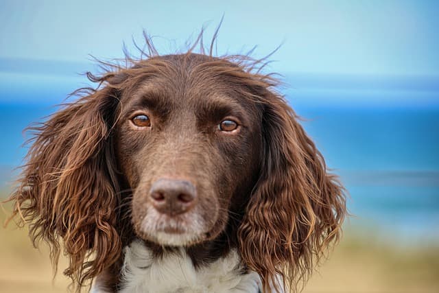 dog, nature, domestic animal, portrait, hunting dog, münsterländer, animal, pet, fur, snout, friend, canine