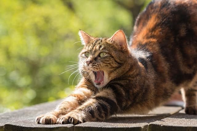 cat, tired, yawn, stretch, nature, domestic cat, pet, sleepy, animal, feline, portrait, cat portrait
