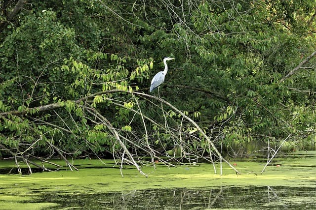 heron, nature, water bird, riverbank, bird, royalty-free images, proudly, green, lake