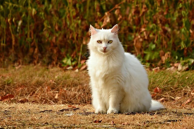 cat, pet, feline, animal, fur, whiskers, kitty, sitting, outdoor, domestic, nature, domestic cat, mammal, cat portrait, animal world