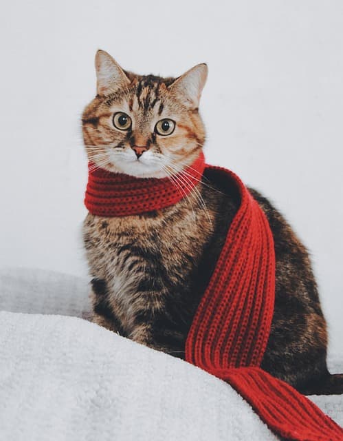 cat, scarf, tabby, warm, portrait, cat portrait, tabby cat, pet, domestic, feline, heat, nature, comfort, kitten, mammal, animal, animal photography