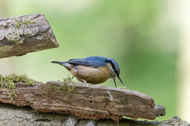 eurasian nuthatch, full hd wallpaper, cool backgrounds, mac wallpaper, desktop backgrounds, hd wallpaper, beautiful nature, nuthatch, nature wallpaper, nature, bird, animal, spring, windows wallpaper, spring wallpaper, wildlife, beautiful wallpaper, songbird, nature background, bird photography, ornithology, wallpaper 4k, hd background, 4k wallpaper 1920x1080, free background, wallpaper hd, background, laptop wallpaper, free wallpaper, 4k wallpaper, bird watching, birdwatching