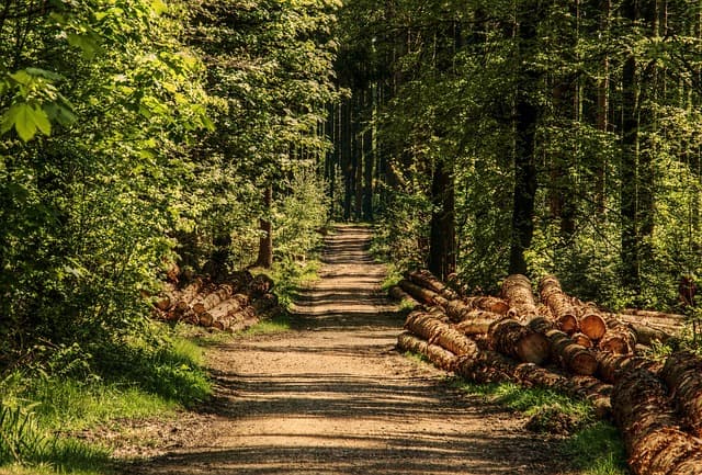 trees, forest, forest path, sunlight, wood, summer, nature, green, tree trunks, nature recording, mood, the shade, conifers, mixed forest, naturally, lighting mood, to shine through, the atmosphere, promenade, forest, forest, forest, wood, wood, wood, wood, wood