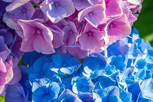 flower, hydrangeas, floral background, blossom, 4k wallpaper, free background, flower wallpaper, bloom, nature, flora, mac wallpaper, desktop backgrounds, background, beautiful wallpaper, nature wallpaper, 4k wallpaper 1920x1080, hd background, beautiful flowers, cool backgrounds, close up, hd wallpaper, laptop wallpaper, full hd wallpaper, windows wallpaper, blossom, petals, wallpaper hd, free wallpaper, flower background, wallpaper 4k, nature photography