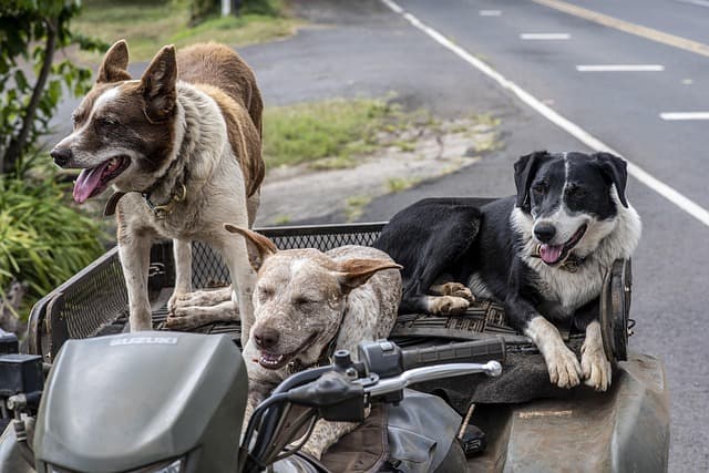 dogs, pets, animals, vehicle, nature, happy, stray
