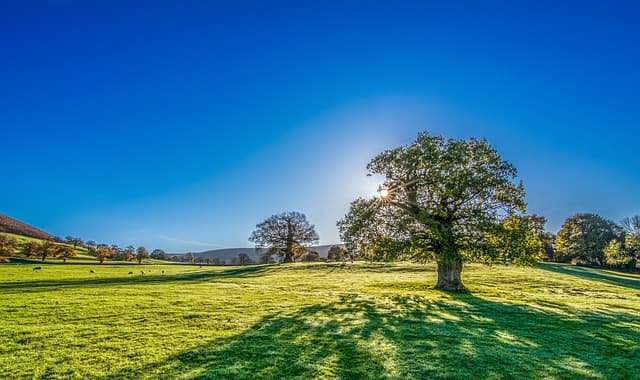 tree, sun, sunshine, summer, nature, meadow, grassland, landscape, morning, grass, blue sky, clear sky, countryside, sunrise, yorkshire, blue sun, blue landscape, blue tree, blue sunrise, blue grass, blue summer, blue sunshine, blue morning