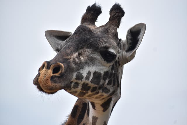 giraffe, animal, head, zoo, nature, wildlife, mammal, safari, long-necked, wildlife photography, free animal photos, free pictures, funny animals, 2024