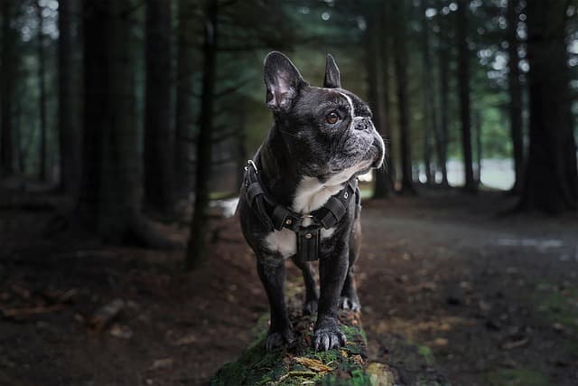 french bulldog, frenchie, forest, nature, dog, landscape, trees, dog breed, pet, dog harness, canine, mammal, animal, portrait, dog portrait, french bulldog, french bulldog, french bulldog, french bulldog, french bulldog, dog