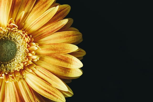 sunflower, blossom, cool backgrounds, laptop wallpaper, mac wallpaper, yellow, beautiful wallpaper, flower background, flower, nature, close up, 4k wallpaper, free wallpaper, hd wallpaper, macro, wallpaper, windows wallpaper, floral background, yellow flower, desktop backgrounds, free background, beautiful flowers, yellow petals, full hd wallpaper, wallpaper 4k, 4k wallpaper 1920x1080, wallpaper hd, flower wallpaper, flora, bloom