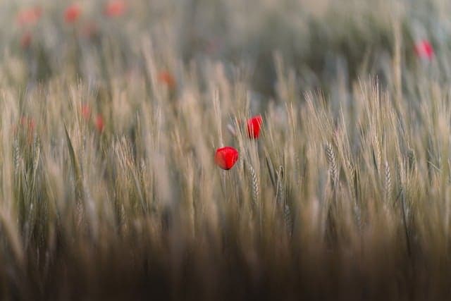 poppy flower, wheat field, macro nature, spring blossom, wildflowers, wallpaper hd, moody photography, 4k wallpaper, floral closeup, nature lovers, cool backgrounds, free wallpaper, minimalism, beautiful wallpaper, countryside charm, mac wallpaper, full hd wallpaper, windows wallpaper, hd wallpaper, depth of field, soft focus, wallpaper, free background, background, wallpaper 4k, laptop wallpaper, 4k, 4k wallpaper 1920x1080, desktop wallpaper, desktop backgrounds, desktop background