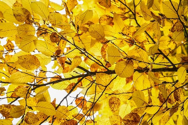 leaves, laptop wallpaper, hd wallpaper, branch, autumn, yellow leaves, 4k wallpaper, foliage, wallpaper 4k, tree, plant, full hd wallpaper, mac wallpaper, wallpaper hd, free wallpaper, windows wallpaper, nature, desktop backgrounds, free background, texture, beautiful wallpaper, cool backgrounds, background, 4k wallpaper 1920x1080, floral background, fall, season