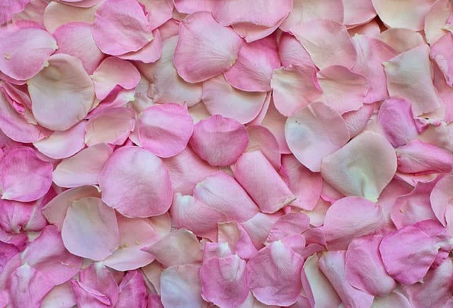 rose petals, pink, background, free background, wallpaper 4k, love, valentine's day, valentines, romance, romantic, windows wallpaper, wedding, flower, cool backgrounds, nature, hd wallpaper, flora, color, free wallpaper, desktop backgrounds, rose wallpaper, pink nature, laptop wallpaper, beautiful wallpaper, pink background, floral background, pink love, pink flower, full hd wallpaper, pink rose, pink wedding, 4k wallpaper 1920x1080, wallpaper hd, beautiful flowers, flower wallpaper, 4k wallpaper, pink wallpaper, mac wallpaper, pink color, flower background, pink natural