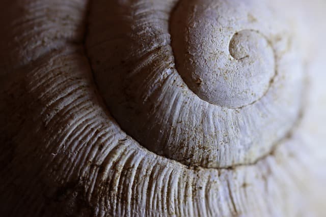 shell, spiral, closeup, detail, shell, shell, shell, shell, spiral, spiral, spiral, spiral, spiral
