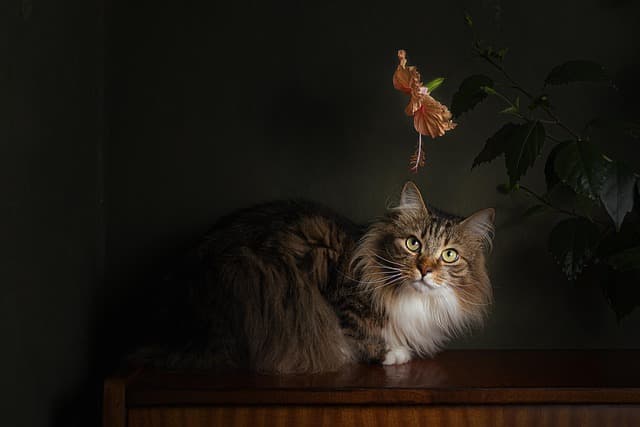 cat, pet, floral background, beautiful flowers, cool backgrounds, laptop wallpaper, wallpaper 4k, free wallpaper, flower wallpaper, beautiful wallpaper, free background, animal, flower, flower background, wallpaper hd, windows wallpaper, hd wallpaper, nature, 4k wallpaper, hibiscus, full hd wallpaper, mac wallpaper, desktop backgrounds, dark, 4k wallpaper 1920x1080, background