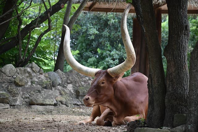 ox, animal, zoo, wildlife, cattle, livestock, farmland, animal photographer, 2024, 2023, nature, animal photography, free animal photos, free pics
