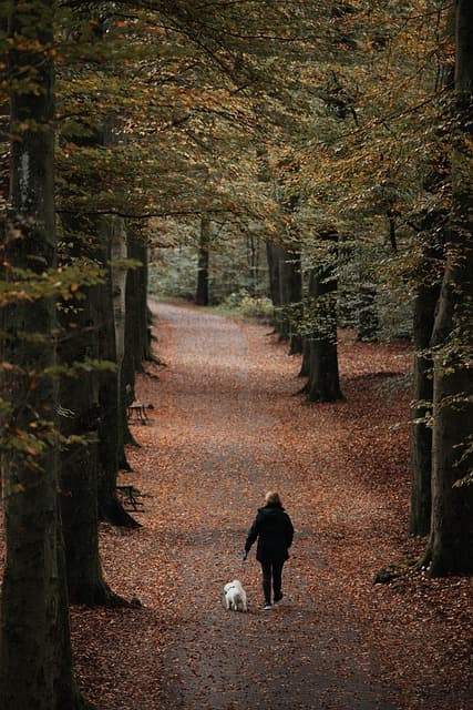 people, trees, forest, woods, walking, walk, elderly, nature