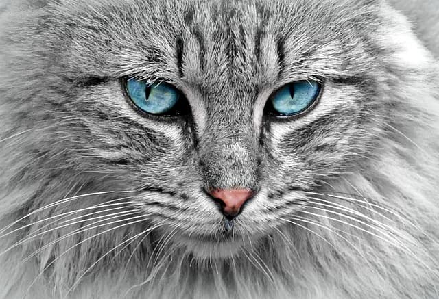 cat, animal, cat portrait, nature, cat's eyes, pet, fur, domestic cat, close up, head, cat face, animal world, portrait, face, animal portrait