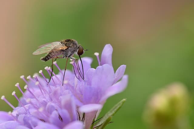 phthiria, bee fly, beautiful flowers, flower, flower background, insect, wings, nature, garden, close up, entomology, flower wallpaper, purple flower