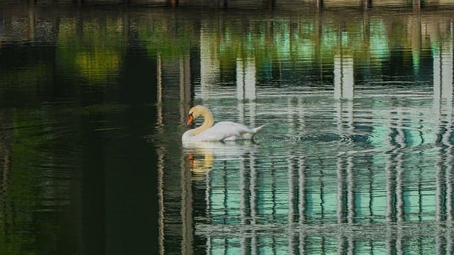 swan, desktop backgrounds, wallpaper hd, water bird, nature, bird, full hd wallpaper, water, ornithology, swim, mirror image, wildlife, beautiful wallpaper, free background, 4k wallpaper, hd wallpaper, cool backgrounds, reflection, background image, desktop image, free wallpaper, wallpaper 4k, 4k wallpaper 1920x1080, windows wallpaper, laptop wallpaper, mac wallpaper, background