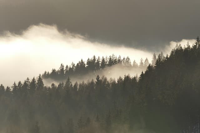 forest, nature, fog, monochrome, landscape