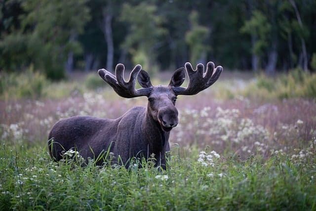 moose, elk, animal, antlers, mammal, wildlife, fauna, wilderness, nature, norway