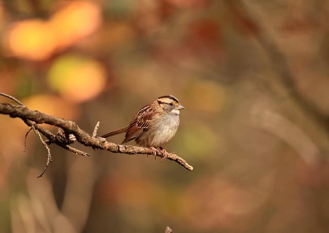 white throated sparrow, sparrow, bird, animal, feathers, plumage, beak, perched, nature, wildlife, avian, ornithology, sparrow, sparrow, animal, animal, animal, animal, animal