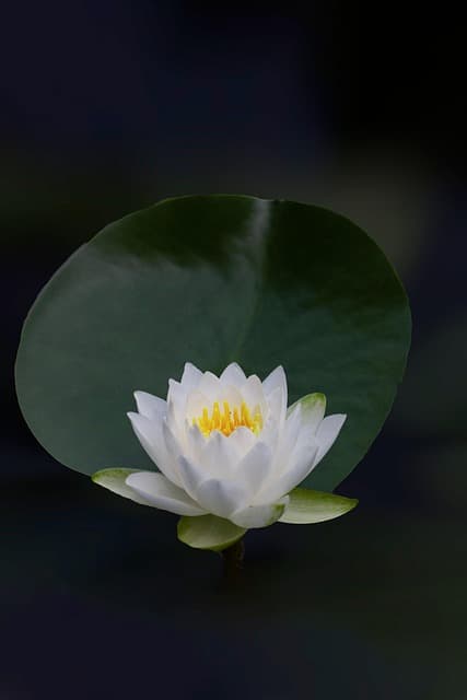 lotus, flower, flower wallpaper, water lily, white flower, plant, beautiful flowers, petals, flower background, white petals, nature, bloom, blossom, flora, close up, black wallpaper, black