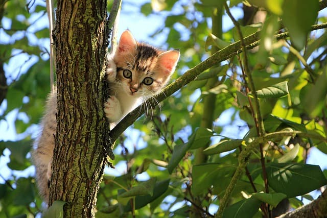 cat, kitten, tree, curious, nature, tabby, pet, feline, animal, domestic, domestic cat, cat portrait, curious cat, mammal
