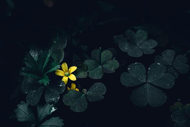 after the rain, clover, creeping woodsorrel, dark, dark background, dark green, dark photography, flower, forest floor, forest flowers, beautiful flowers, forest plant, gloomy, moody, flower background, natural, nature, flower wallpaper, somber, sombre, yellow flower