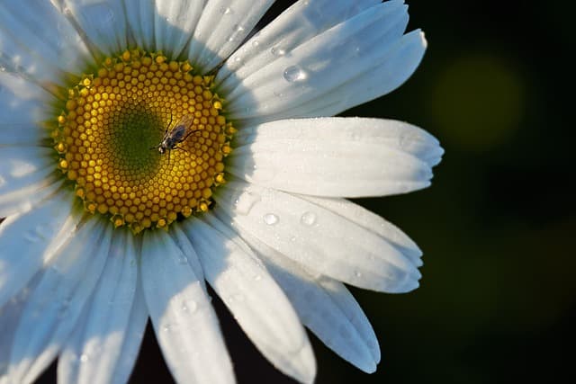 flower, beautiful flowers, flower wallpaper, marguerite, petals, pollination, pollen, flower background, garden, flora, nature