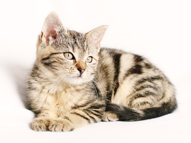 cat, kitten, animal, pet, striped, young, feline, cat portrait, domestic, domestic cat, tabby, tabby cat, isolated