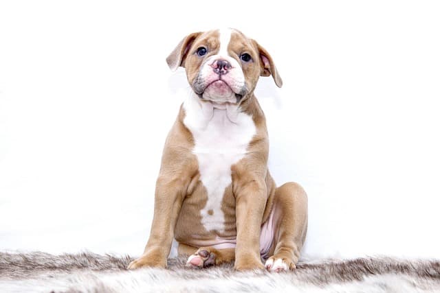 puppy, bulldog, animal, dog, sweet, pet