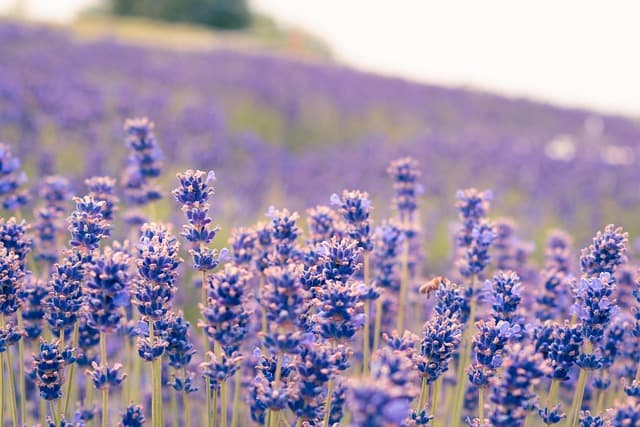 lavender, purple flowers, flowers, agriculture, aroma, windows wallpaper, background, beautiful wallpaper, balaton, free wallpaper, nature, beauty, free background, wallpaper hd, blooming, mac wallpaper, botany, countryside, flower background, laptop wallpaper, full hd wallpaper, flower wallpaper, europe, farm, wallpaper 4k, cool backgrounds, farming, farmland, beautiful flowers, desktop backgrounds, field, 4k wallpaper 1920x1080, harvest, healthy, hills, holiday, hd wallpaper, 4k wallpaper, hungary
