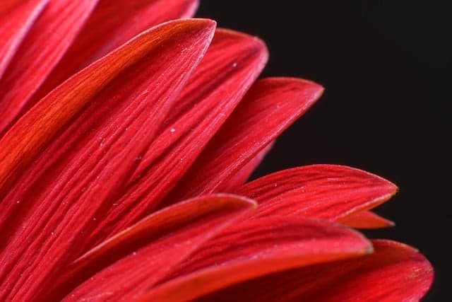gerbera, nature, flower wallpaper, flower background, bloom, beautiful flowers, flower, blossom, plant, flora, petals, botany, macro