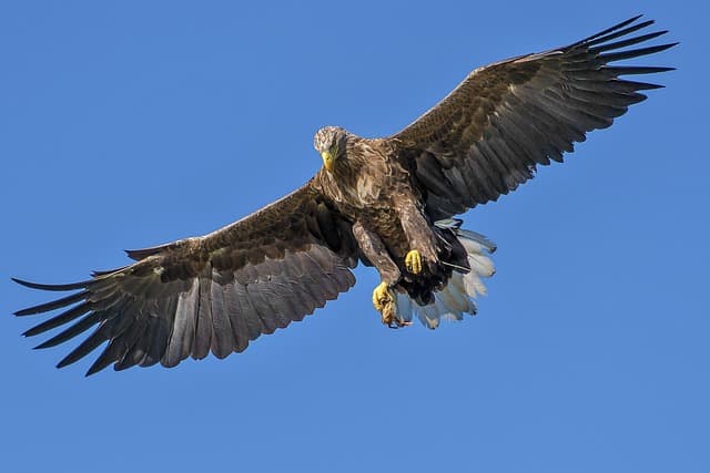 eagle, bird, nature, bird of prey, wings, flight, flying eagle, flying, feathers, plumage, ave, avian, ornithology, bird watching, animal world, wildlife, wildlife photography, blue sky