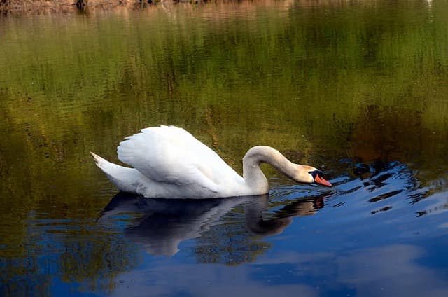 swan, lake, reflection, mirror image, waterfowl, water bird, bird, elegant, long jibe, beak, feathers, plumage, white swan, white plumage, ave, nature, avian flu, ornithology, the world of animals, bird watching, swim, wade, pixabay