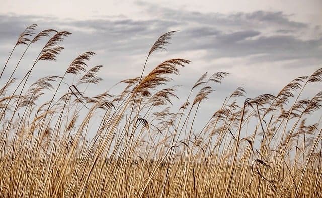 reed, desktop backgrounds, nature, beautiful nature, laptop wallpaper, sky background, landscape, free wallpaper, wallpaper 4k, windows wallpaper, hd wallpaper, 4k wallpaper, mac wallpaper, beautiful wallpaper, cloudy, nature background, wallpaper hd, free background, clouds, sky, nature wallpaper, 4k wallpaper 1920x1080, twilight, cool backgrounds, riverside, background, full hd wallpaper, wallpaper