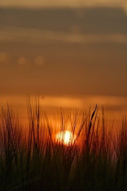 sunset, grass, nature, horizon, evening, silhouette, twilight, sky, summer, orange, peaceful, red-yellow, ancient, dawn, calm, golden, tranquil, evening sun, romantic, aesthetic