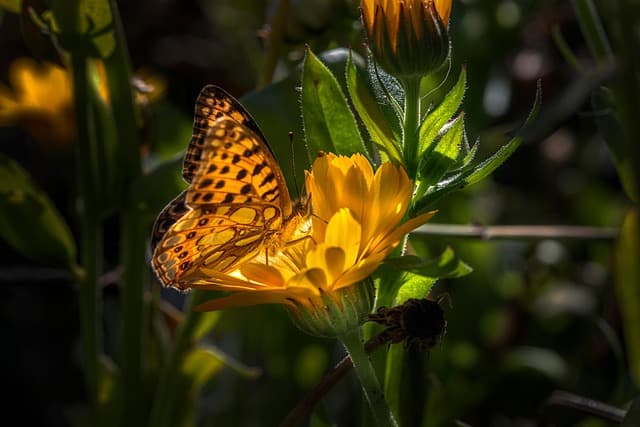 butterfly, beautiful flowers, yellow flower, pollination, insect, flower background, winged insect, bloom, flora, fauna, flower wallpaper, nature, garden, flower