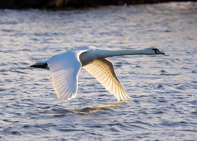swan, mute swan, lake, river, bird, water bird, water, nature, wildlife, waterfowl
