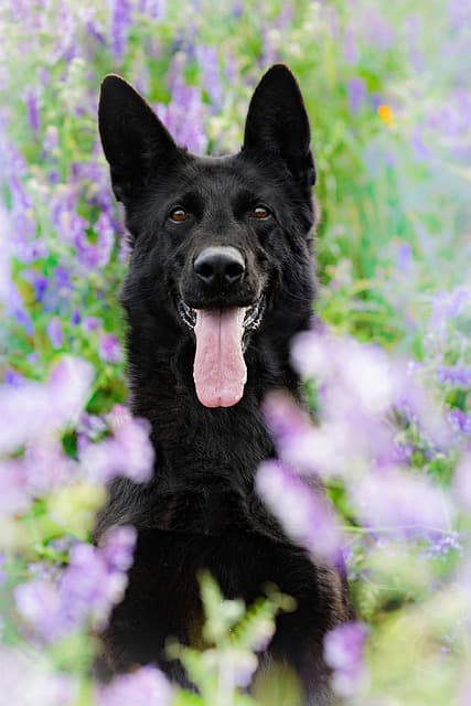 dog, flower background, animal, beautiful flowers, german shepherd, canine, pet, flower wallpaper, domestic, flowers, nature, field
