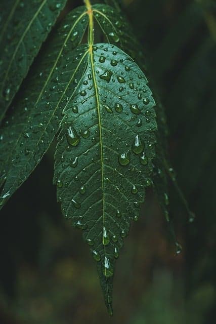 leaf, water, droplets, green, nature, macro, details, outdoor, fresh, rainy, freshness, ecology, health, organic, forest, rain, green color, drop, wet