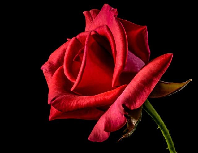 rose, nature, flower background, flower, rose flower, petals, red rose, flower wallpaper, beautiful flowers, red flower, bloom, blossom, flowering plant, ornamental plant, plant, flora, closeup