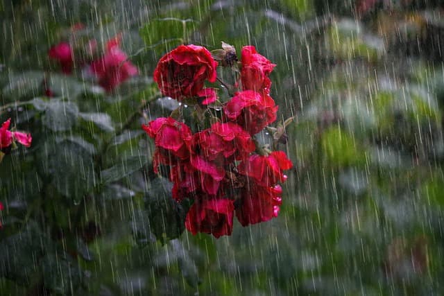 heavy rain, flower wallpaper, rose, flowers, red rose, petals, plant, bloom, blossom, beautiful flowers, rainfall, flower background, nature, rose flower, sorrow, tear, outdoors, sadness